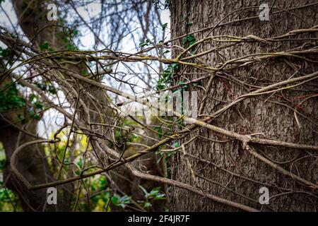 Reben, die sich um einen Baum in einem Wald in der Nähe von Kamakura, Japan, wickeln. Stockfoto