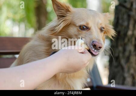 Eine Erwachsene Frau füttert Eis an einen roten Hund auf einer Bank in einem Sommerpark. Ein langhaariger Mischlingshund beißt Eis und Grimassen ab. Wählen Sie Stockfoto