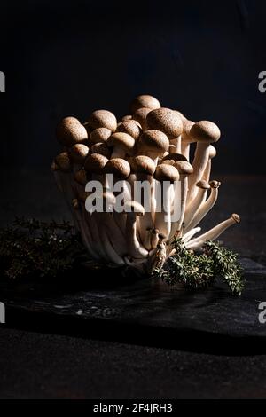 Braune Shimeji Pilzgruppe auf einem schwarzen Holzbrett mit Thymian verziert, schwarzer Hintergrund, Stockfoto