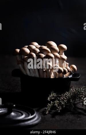 Braune Shimeji-Pilzgruppe in einem schwarzen gusseisernen Topf Dekoriert mit Thymian Stockfoto