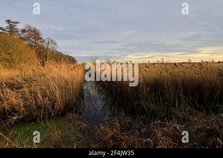 Frostiger Wald bei Holme Fen, dem niedrigsten Boden in Großbritannien, Holme Village, Cambridgeshire, England, Großbritannien Stockfoto