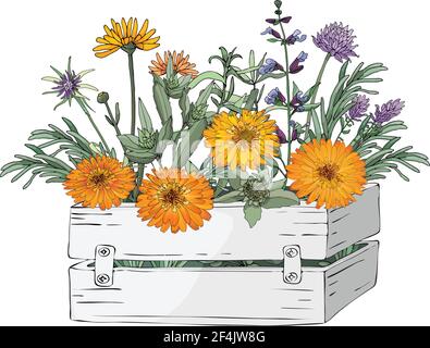 Vector Garten Blumen in einem Garten hölzerne weiße Box. Gelb, orange Ringelblume, Löwenzahn, Pissbed, Blowball und Kochkräuter Stock Vektor