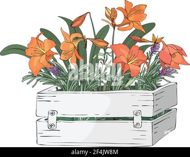 Vector Garten Blumen in einem Garten hölzerne weiße Box. Orangenlilie und Kochkräuter. Stock Vektor