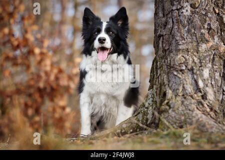 Nahaufnahme des sitzenden Border Collie neben dem Baumstamm im Herbstwald. Liebenswert schwarz und weiß Hund mit seiner Zunge in der Natur. Stockfoto