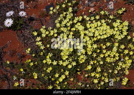 Weißaugen-Duiker-Wurzel Grielum humifusum 3788 Stockfoto