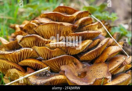 Riesiger Stapel rot-orange-brauner Pilzpilzteller mit freiliegenden Kiemen, die als Pilzpyramide aufeinander wachsen Stockfoto