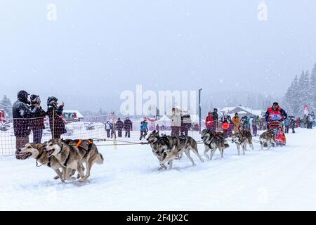 Teilnehmer in der La Grande Odyssée Savoie Mont Blanc Schlittenhunderennen, Praz de Lys Sommand, Auvergne-Rh ône-Alpes, Frankreich Stockfoto