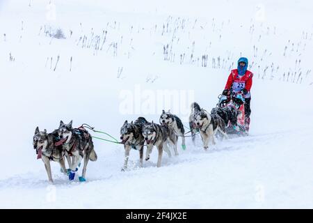 Teilnehmer in der La Grande Odyssée Savoie Mont Blanc Schlittenhunderennen, Praz de Lys Sommand, Auvergne-Rh ône-Alpes, Frankreich Stockfoto