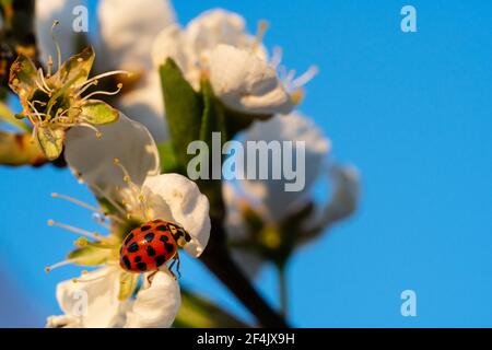 Marienkäfer auf einer Kirschblüte im Sonnenschein. Insekten leben von Blütenpollen. Marienkäfer sind ökologisch wichtig und gelten als Glücksbringer. Stockfoto