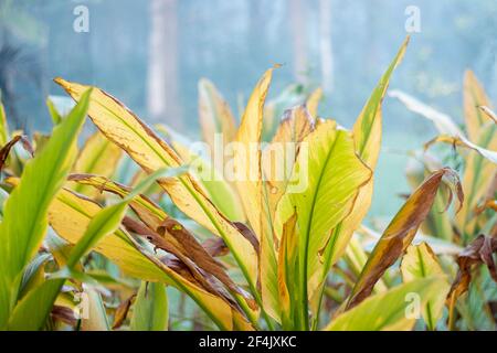 Kurkuma Farm, Kurkuma ist eine blühende Pflanze, Curcuma longa der Ingwer-Familie Stockfoto