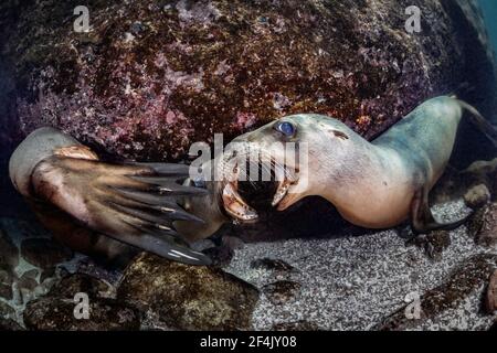 Kalifornische Seelöwen spielen Kämpfe in Los Islotes, La Paz, Baja California Sur, Mexiko Stockfoto