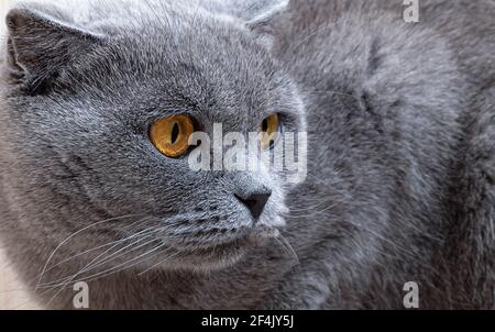 Schöne graue Katze, die zur Seite schaut. Schottische Falte Katze mit orangen Augen, Nahaufnahme. Stockfoto