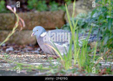 Holztaube - Columba palumbus, auf Getreide füttern Stockfoto