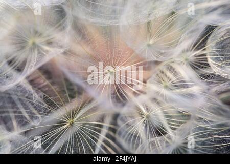 Löwenzahn flauschige Samen in durchbrochenem Muster auf abstraktem Hintergrund. Verträumte Gedanken. Bild für Bild an Wand oder Abdeckung. Stockfoto