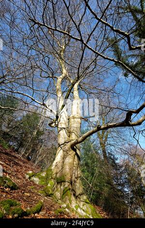 Europäische oder Gemeine Buche - Fagus sylvatica, großer Baum in steilen cotswold Wald im Winter Stockfoto