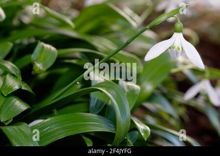 Galanthus woronowii - Grüner Schneeglöckchen, seltene naturalisierte frühe Frühlingsblume und Gartenbirne Stockfoto