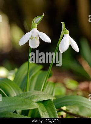 Galanthus woronowii - Grüner Schneeglöckchen, seltene naturalisierte frühe Frühlingsblume und Gartenbirne Stockfoto