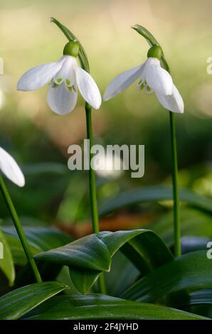 Galanthus woronowii - Grüner Schneeglöckchen, seltene naturalisierte frühe Frühlingsblume und Gartenbirne Stockfoto