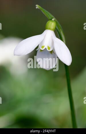 Galanthus woronowii - Grüner Schneeglöckchen, seltene naturalisierte frühe Frühlingsblume und Gartenbirne Stockfoto