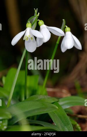 Galanthus woronowii - Grüner Schneeglöckchen, seltene naturalisierte frühe Frühlingsblume und Gartenbirne Stockfoto