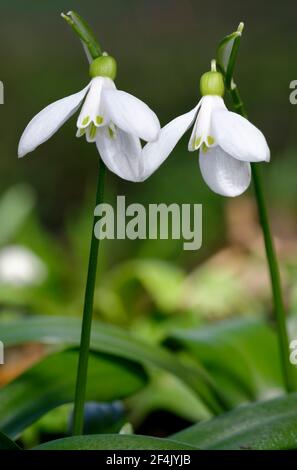 Galanthus woronowii - Grüner Schneeglöckchen, seltene naturalisierte frühe Frühlingsblume und Gartenbirne Stockfoto