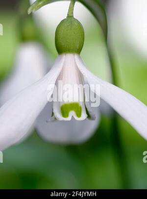 Galanthus woronowii - Grüner Schneeglöckchen, seltene naturalisierte frühe Frühlingsblume und Gartenbirne. Nahaufnahme der Blume Stockfoto