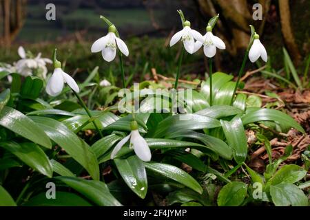 Galanthus woronowii - Grüner Schneeglöckchen, seltene naturalisierte frühe Frühlingsblume und Gartenbirne Stockfoto