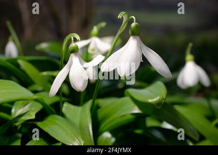 Galanthus woronowii - Grüner Schneeglöckchen, seltene naturalisierte frühe Frühlingsblume und Gartenbirne Stockfoto