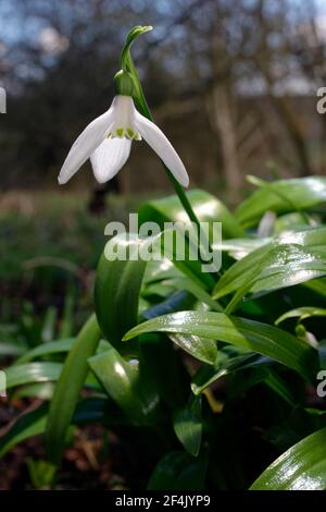 Galanthus woronowii - Grüner Schneeglöckchen, seltene naturalisierte frühe Frühlingsblume und Gartenbirne Stockfoto