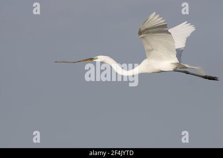 Großer Weißer Reiher - mit Stöcken zurück zum Nest (Casmerodius albus) Venice Rookery, florida, USA BI000254 Stockfoto