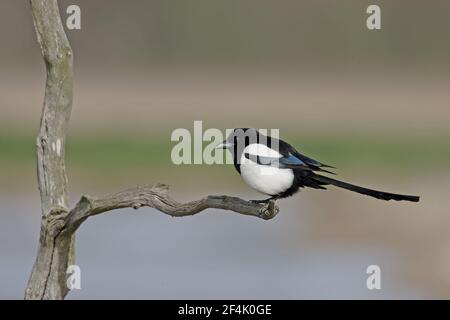 Elster (Pica pica) Minsmere, Suffolk, Großbritannien BI002939 Stockfoto