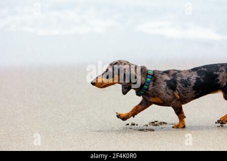 Foto von Dackel Welpe bekannten als Dachs Hund zu Fuß am Sandstrand. Lustige Hund laufen entlang Meer Brandung. Aktionen, Trainingsspiele mit Haustieren Stockfoto