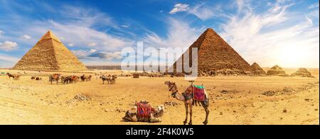 Kamele bei den ägyptischen Pyramiden und dem Lager der beduinen, Gizeh Stockfoto