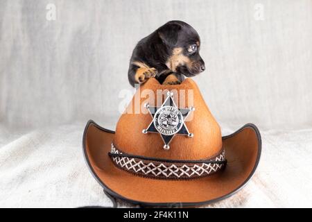 Jack Russell Terrier Welpe liegt auf einem Cowboyhut. Ein brauner schwarzer Hund von 5 Wochen alt Stockfoto