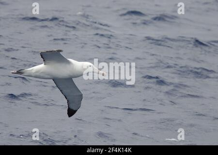 Wandering Albatross - im Flug über Meer Diomedea exulans Drake Passage Antarctica BI007190 Stockfoto