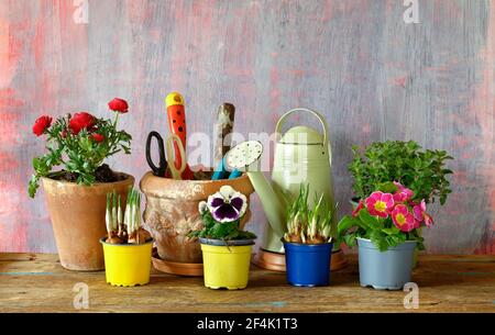 Gartenarbeit im Frühling, junge Krokus, Stiefmütterchen, primula, Butterblume Blumen und Kräuter mit Gartengeräten, gute Kopiefläche Stockfoto