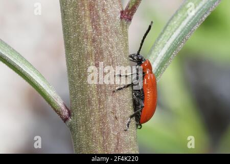 Roter Lilienkäfer auf Lilienstamm (Lilioceris lilii) Garten, Essex IN000029 Stockfoto