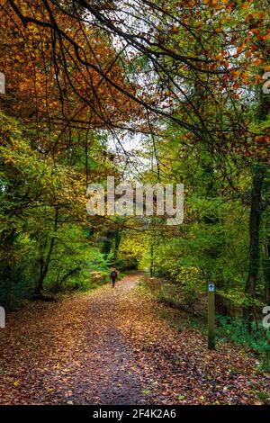 Ein sonnenbeschienenen Pfad durch den Herbstwald bei Symonds Yat im Forest of Dean, Herefordshire, England Stockfoto