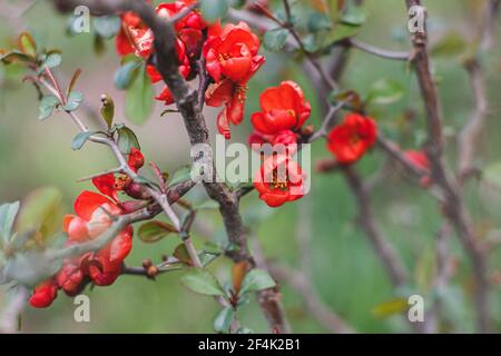 Schöne blühende rote Quitten blüht auf Ästen mit frischen grünen Blättern im Frühlingspark. Speicherplatz kopieren. Blühende Quitte. Chaenomeles Strauch aus nächster Nähe Stockfoto