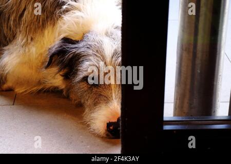 Nahaufnahme eines irischen Wolfhounds, der geduldig auf die Kamera wartet Für seinen Meister durch den Supermarkt Schiebetür Stockfoto