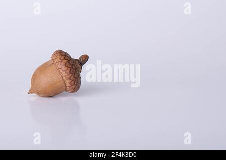 Ein Acorn Auf Weißem Hintergrund. Stockfoto