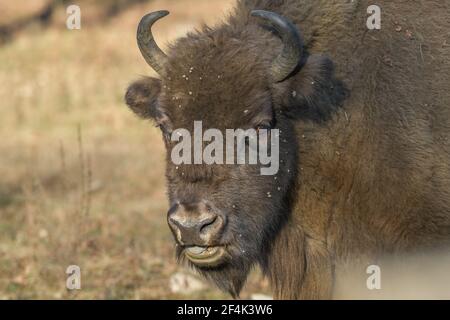 Wisent oder Europäischer Bison (Bos bonasus), Heinz Sielmanns Naturlandschaft, Döberitzer Heide, Wustermark, Brandenburg, Deutschland Stockfoto