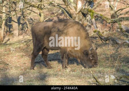 Wisent oder Europäischer Bison (Bos bonasus), Heinz Sielmanns Naturlandschaft, Döberitzer Heide, Wustermark, Brandenburg, Deutschland Stockfoto