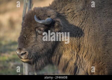 Wisent oder Europäischer Bison (Bos bonasus), Heinz Sielmanns Naturlandschaft, Döberitzer Heide, Wustermark, Brandenburg, Deutschland Stockfoto