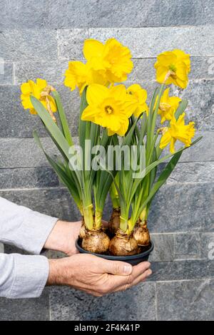 Die Hand des Mannes hält gelbe Narzissblüten auf einem Topf. Graue Steinwand Hintergrund. Frühlingsblume als Geschenk für den Urlaub. Frische Pflanzblume. Stockfoto