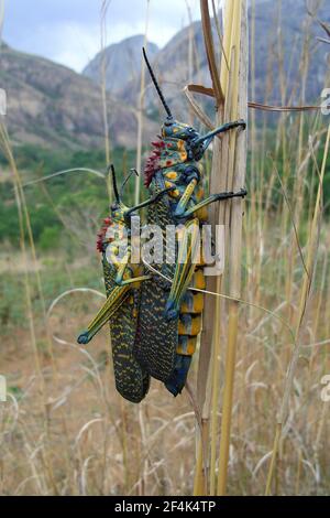 Riesige gemalte Heuschrecke / Grasshopper (Phymateus saxosus ssp. Madagascariensis ) Stockfoto