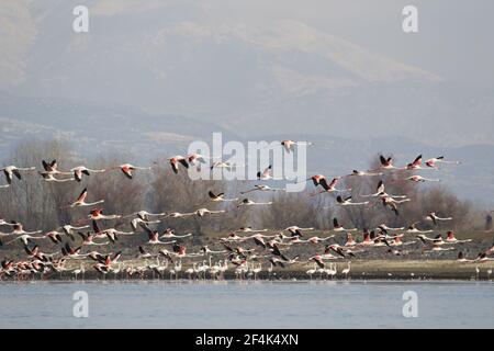 Rosaflamingo - überwinternden Herde im Flug über See Phoenicopterus Ruber See Kerkini Griechenland BI021964 Stockfoto