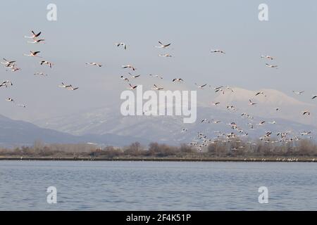 Rosaflamingo - überwinternden Herde im Flug über See Phoenicopterus Ruber See Kerkini Griechenland BI021973 Stockfoto