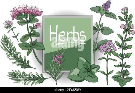 Vector Set mit kulinarischen würzigen Kräutern. Rosmarin, Thymian, Minze, Oregano, melissa (süß-Maria) mit Stielen, Ästen, Blättern und Blüten. Stock Vektor