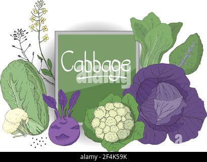 Vector Set mit frischem Lila-Kohl, Blumenkohl, chinakohl, Kohlrabi (Rübenkohl), Nappa-Kohl, Gelbe Blüten. Stock Vektor